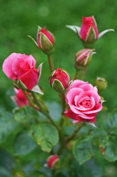 Fleurs Boutons Rose Avec Délicat Rose Blanc Jaune Sur Une — Photo