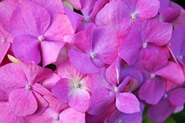 Hydrangea Flowers Delicate Pink White Petals Bush Green Leaves Spring — Stock Photo, Image