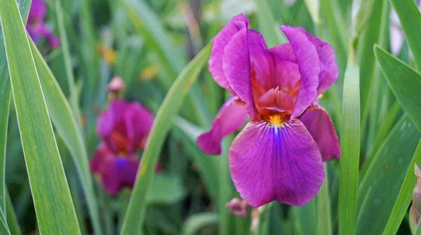 Fleur Iris Aux Pétales Délicats Fleurs Bleues Violettes Blanches Jaunes — Photo