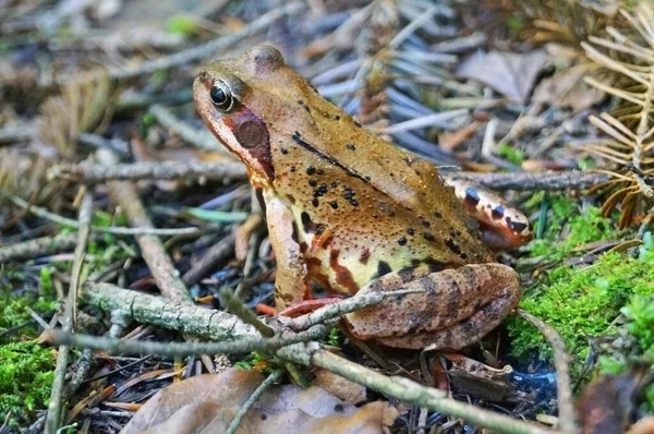 Forest frog with green wet skin sits in the forest on the grass and dry leaves