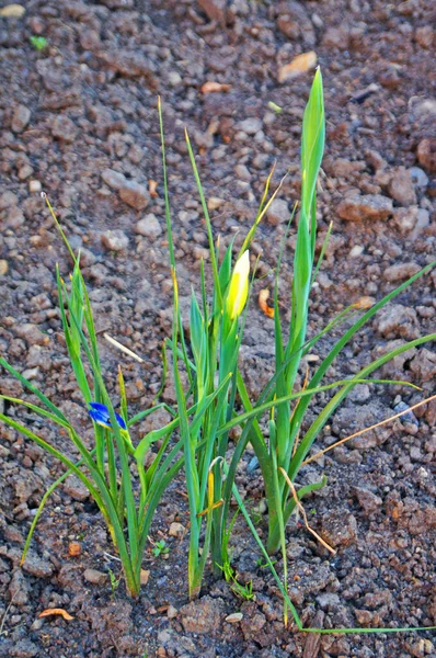 黄色の花の繊細な花弁を持つアイリスの花で 緑の葉が花壇にあります — ストック写真