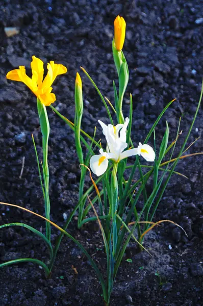 Flor Íris Com Pétalas Delicadas Flores Azuis Roxas Brancas Amarelas — Fotografia de Stock