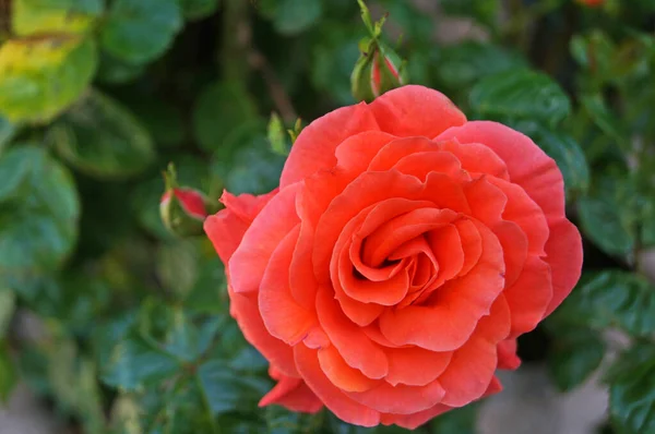 Fleurs Boutons Rose Avec Délicat Rose Blanc Jaune Sur Une — Photo