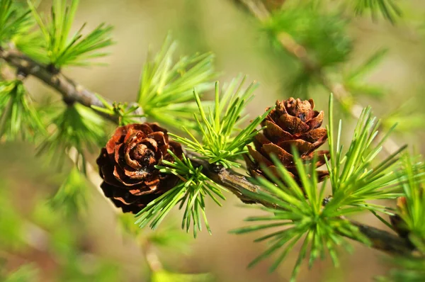 Jehličnatá Větev Jasně Zelenými Jehlicemi Krásnými Růžovými Kužely Letní Den Royalty Free Stock Fotografie