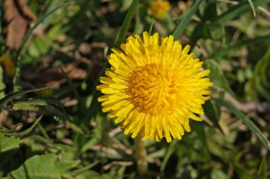 Narin sarı yapraklı karahindiba çiçekleri ve güneşli bir günde yeşil yapraklı sarı bir merkez.     