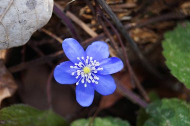 Anemon çiçekleri ve narin mavi yapraklar bir çayırda yeşil yapraklar bir bahar günü