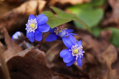 Anemon çiçekleri ve narin mavi yapraklar bir çayırda yeşil yapraklar bir bahar günü