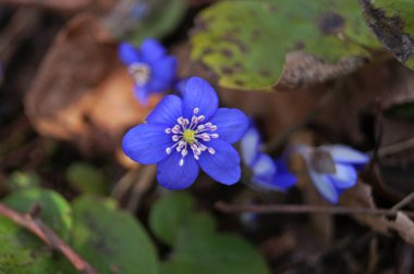 Anemon çiçekleri ve narin mavi yapraklar bir çayırda yeşil yapraklar bir bahar günü