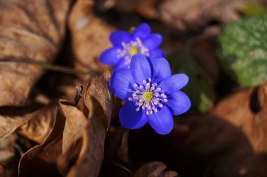 Anemon çiçekleri ve narin mavi yapraklar bir çayırda yeşil yapraklar bir bahar günü
