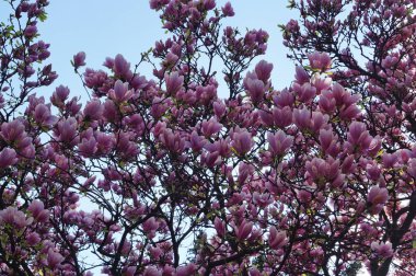 Bahçesinde yeşil yaprakları olan bir dalda narin pembe ve beyaz yaprakları olan büyük çiçekli manolya.