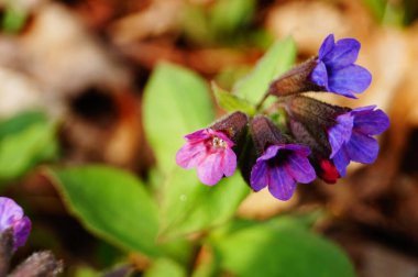 Bir bahar günü yeşil yapraklı bir sapta narin mavi, mor ve pembe yapraklı akciğer otu çiçekleri.