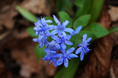 Güneşli bir bahar gününde yeşil yapraklı bir çayırda narin mavi yapraklı Scilla çiçekleri.