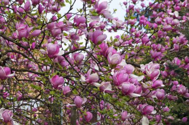 Bahçesinde yeşil yaprakları olan bir dalda narin pembe ve beyaz yaprakları olan büyük çiçekli manolya.