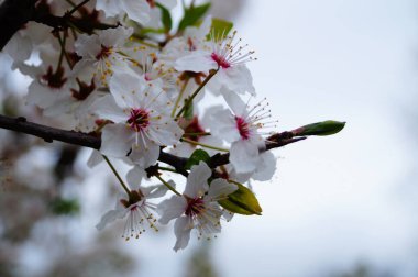 Güneşli bir bahar gününde yeşil yapraklı dalda beyaz yapraklı kiraz ve kiraz çiçekleri.