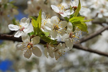 Güneşli bir bahar gününde yeşil yapraklı dalda beyaz yapraklı kiraz ve kiraz çiçekleri.