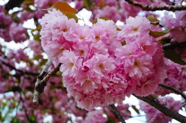 Narin, sık çiçekli, pembe yapraklı ve yeşil yapraklı Sakura dalı bir bahar günü parktaki bir ağaçta.