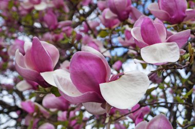 Bahçesinde yeşil yaprakları olan bir dalda narin pembe ve beyaz yaprakları olan büyük çiçekli manolya.