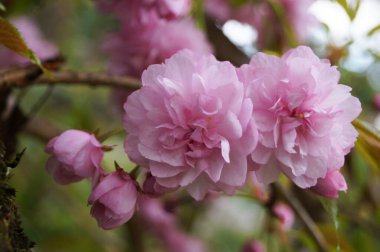 Narin, sık çiçekli, pembe yapraklı ve yeşil yapraklı Sakura dalı bir bahar günü parktaki bir ağaçta.