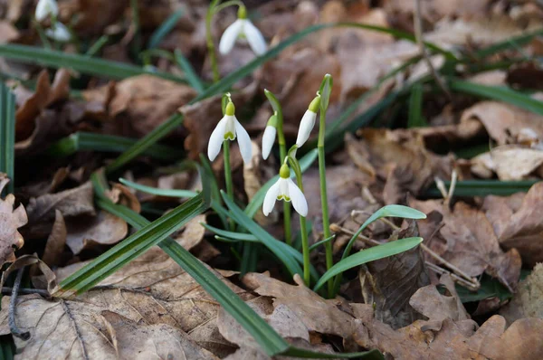 繊細な白い花弁を持つ雪の花と晴れた日に牧草地で薄緑色の葉を持つ黄緑の中心 — ストック写真