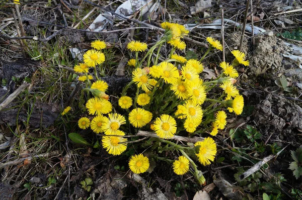 Tussillgo Blüten Mit Zarten Gelben Blütenblättern Und Einem Gelben Zentrum — Stockfoto