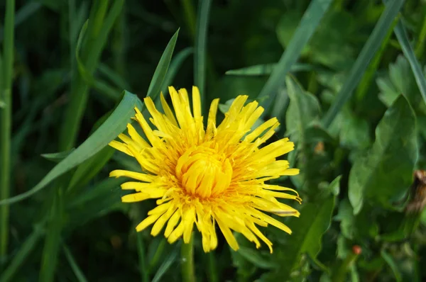 Paardebloem Bloemen Met Delicate Gele Bloemblaadjes Een Geel Centrum Met — Stockfoto