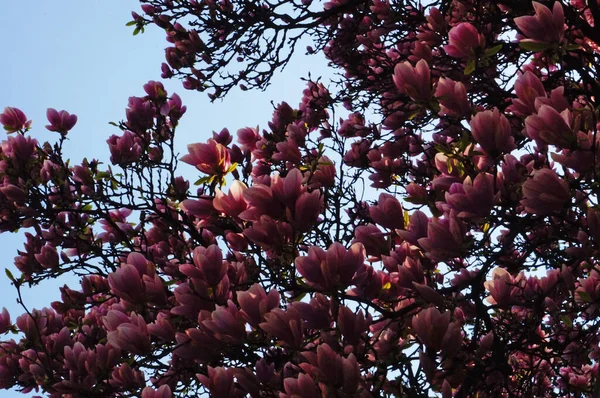 Magnolia Met Grote Bloemen Met Delicate Roze Witte Bloemblaadjes Een — Stockfoto