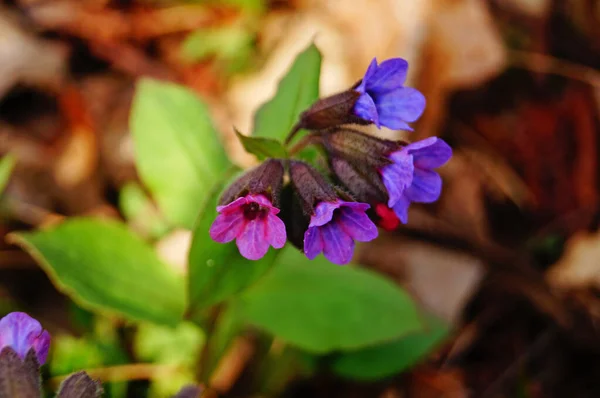 Lungwort Flowers Delicate Blue Purple Pink Petals Stem Green Leaves — Stock Photo, Image