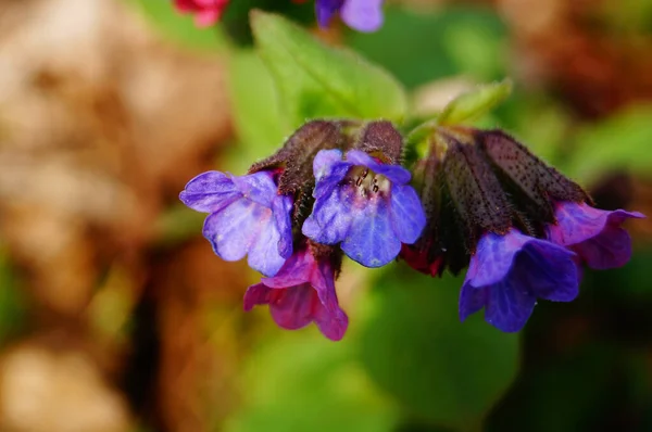 Lungwort Flowers Delicate Blue Purple Pink Petals Stem Green Leaves — Stock Photo, Image