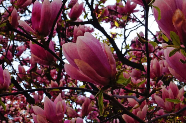 Magnolia Met Grote Bloemen Met Delicate Roze Witte Bloemblaadjes Een — Stockfoto