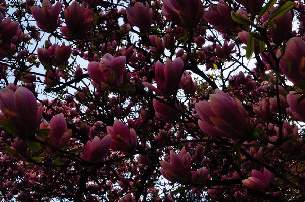 Magnolia Aux Grandes Fleurs Aux Délicats Pétales Roses Blancs Sur — Photo