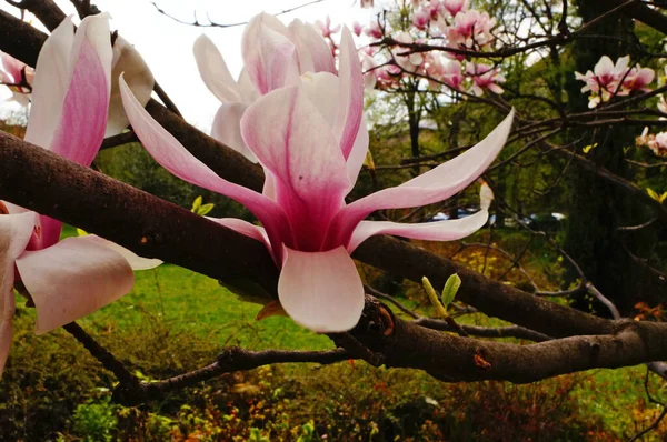 Magnólia Com Grandes Flores Com Delicadas Pétalas Rosa Branco Ramo — Fotografia de Stock