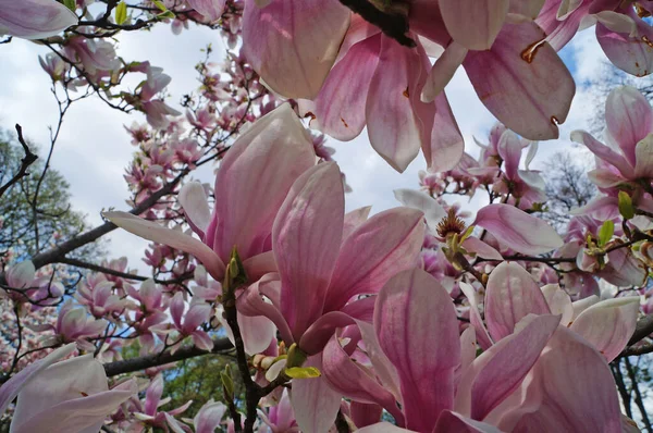 Magnolia Met Grote Bloemen Met Delicate Roze Witte Bloemblaadjes Een — Stockfoto