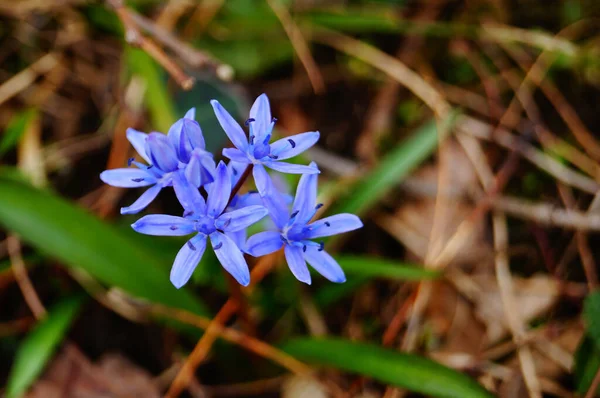 Scilla Blommor Med Fina Blå Kronblad Stam Med Grã Blad — Stockfoto