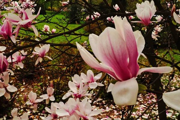 Magnolia Aux Grandes Fleurs Aux Délicats Pétales Roses Blancs Sur — Photo