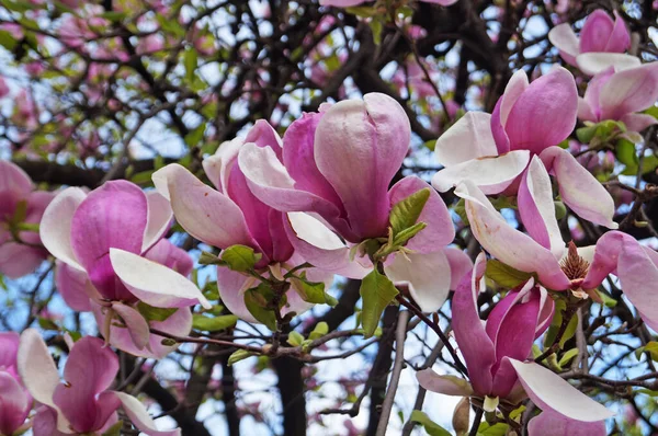 Magnolia Aux Grandes Fleurs Aux Délicats Pétales Roses Blancs Sur — Photo