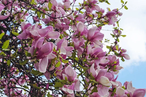 Magnolia Met Grote Bloemen Met Delicate Roze Witte Bloemblaadjes Een — Stockfoto