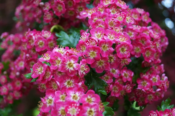 Hawthorn Inflorescence Delicate Pink Flowers Branch Green Leaves Sunny Spring — Stock Photo, Image