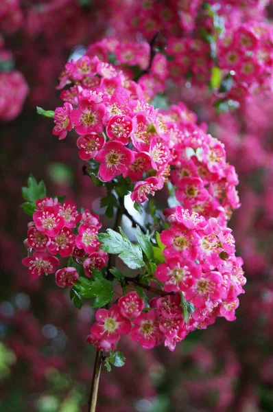 Hawthorn Inflorescence Delicate Pink Flowers Branch Green Leaves Sunny Spring — Stock Photo, Image