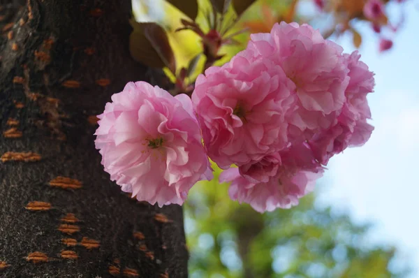 Rama Sakura Con Delicadas Flores Densas Con Pétalos Rosados Hojas —  Fotos de Stock