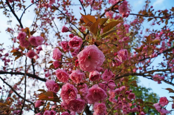 Sakura Branch Delicate Dense Flowers Pink Petals Green Leaves Tree — Stock Photo, Image