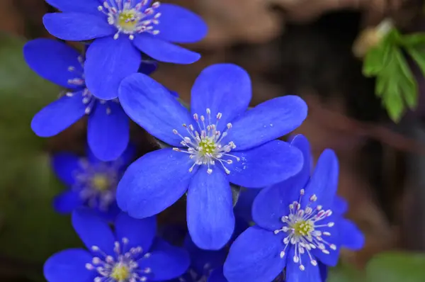 Anemone Flowers Delicate Blue Petals Bush Green Leaves Meadow Spring — Stock Photo, Image