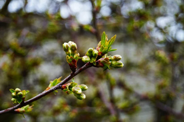 Flores Cereja Cereja Com Pétalas Brancas Ramo Com Folhas Verdes — Fotografia de Stock