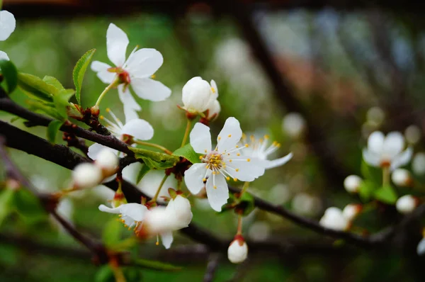 Вишневі Вишневі Квіти Білими Пелюстками Гілці Зеленим Листям Сонячний Весняний — стокове фото