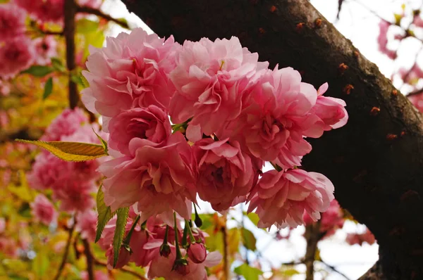 Gałąź Sakura Delikatnymi Gęstymi Kwiatami Różowymi Płatkami Zielonymi Liśćmi Drzewie — Zdjęcie stockowe