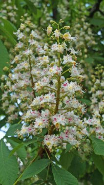 Yeşil yapraklı bir kestane ağacının dalı ve bir bahar gününde beyaz ve pembe yapraklı çiçeklerin cilvesi.