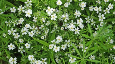 Bir bahar günü ormandaki bir açıklıkta yeşil yaprakları ve beyaz çiçekleri olan bir tarla bitkisi.