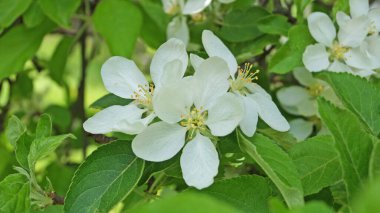 Narin beyaz çiçekleri olan bir elma ağacı dalı ve güneşli bir bahar gününde ağaçta sarı bir merkez.