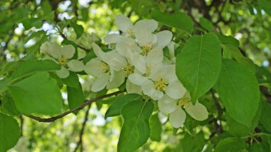 Narin beyaz çiçekleri olan bir elma ağacı dalı ve güneşli bir bahar gününde ağaçta sarı bir merkez.