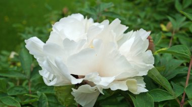 Bir çiçek ve ağaç benzeri bir şakayık, narin beyaz taç yaprakları ve çalıların üzerinde koyu pembe ve sarı bir merkez.