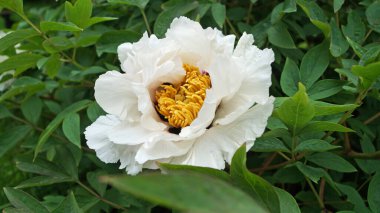 Bir çiçek ve ağaç benzeri bir şakayık, narin beyaz taç yaprakları ve çalıların üzerinde koyu pembe ve sarı bir merkez.